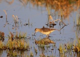 WildLife Photos of Birds, Waders, Wood Sandpiper, Tringa glareola